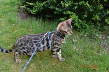 Bengal Kitten mit Stammbaum