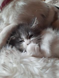 Maine coon Ragdoll Edelmix Kitten suchen tolles neues Zuhause