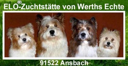 Familienhund Elo - Welpen von Werths Echte Ende 2021.