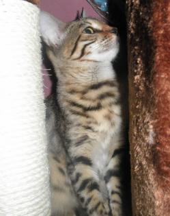 Unsere Süße Bengalkitten sind da