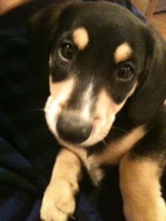 Jagdterrier Mix