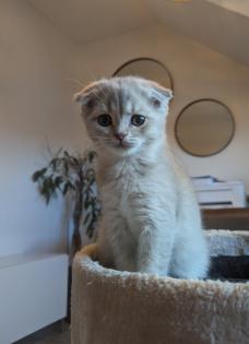 BKH Mix Katze Kitten