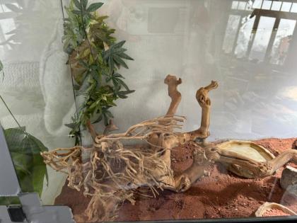2 x Dornschwanzagamen inkl. Terrarium wegen Umbau