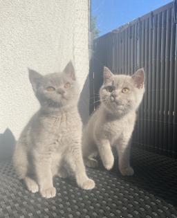Zwei BKH Kitten abgabebereit