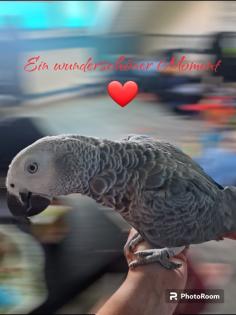 Graupapagei Kongo weiblich 2Jahre