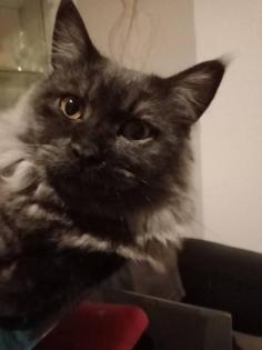 Deckkater MaiCoon Perser Mischling