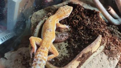 Leopardgecko Weibchen Eublepharis macularius