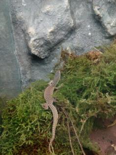 Varanus Acanthurus 0. 0. 3