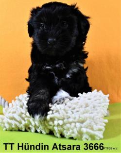 2 Tibet Terrier Welpen suchen sehr guten Platz auf Lebenszeit