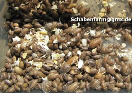 Biete Argentinische Waldschaben Blaptica dubia, ideales Futtertier