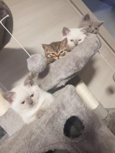 BKH Kitten Britisch Kurzhaar