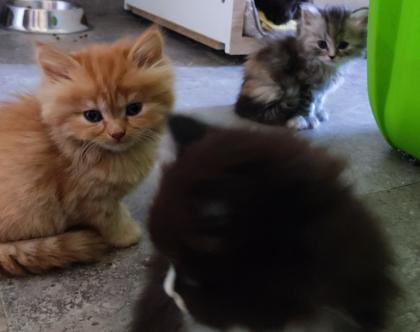 BKH und BLH Kitten suchen liebevolles Zuhause