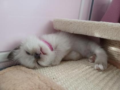 Heilige Birma Kitten