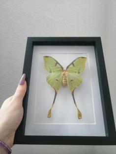 Entomologie Argema Mimosea