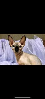Sphynx Sphinx Katze Katzendame