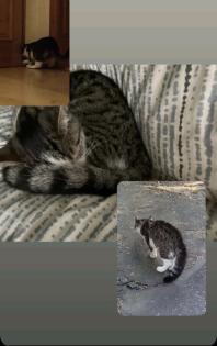 Vermisst kastrierter Kater Lenny