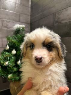 Miniature Australian Shepherd Mini Aussie