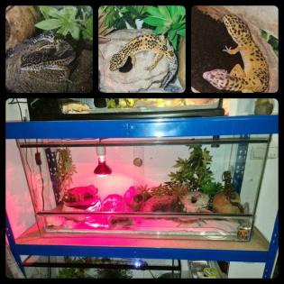 3 Leopardengeckos mit komplettset Terrarium.