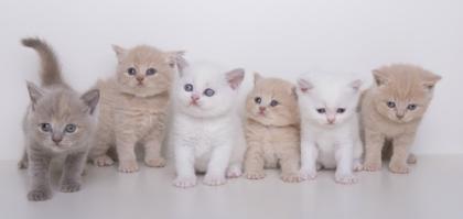 Bkh Kitten suchen ein neues zu hause