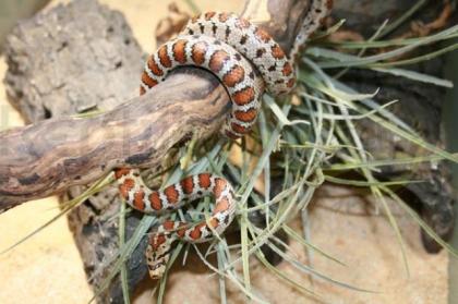 Suche zwei Leopardnattern, ziemlich jung.