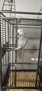Graupapagei Dame abzugeben, 5 Jahre alt