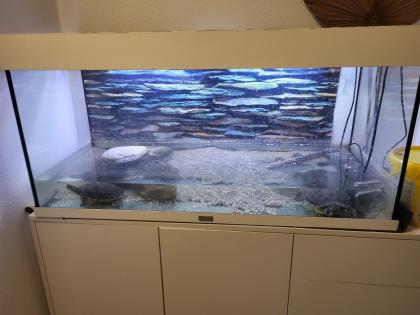 Gelbwangenschildkröten incl Terrarium