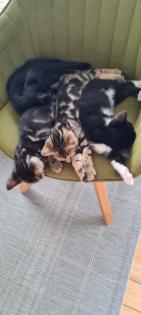 Bengal Kitten mix Baby Katze
