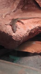 5 Jungtiere von Varanus Acanthurus abzugeben.