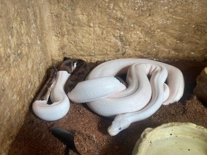 3 x Königspython Python Regius zu verschenken