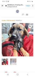 Tolle Welpen, Junghunde Hundesenioren
