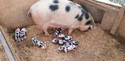 Ferkel Läufer Bunte Bentheimer Schweine aus Herdbuchzucht