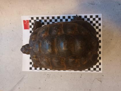 Griechische Landschildkröten abzugeben