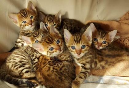 Süße Bengalkatzen zu verkaufen