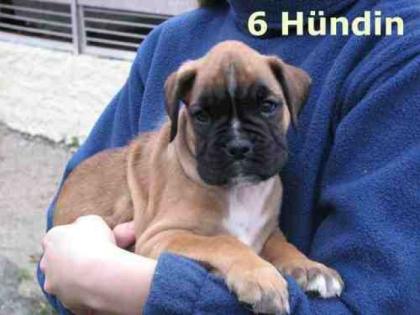 Wunderschöne boxerhündin sucht liebevolles zuhause