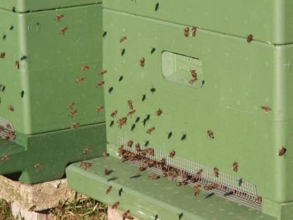 Verkaufe Carnica Bienen