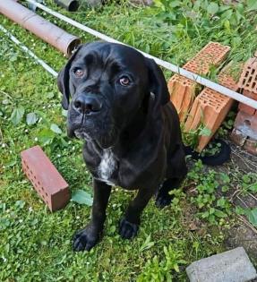 Reinrassiger Cane Corso Rüde