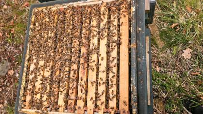 Bienenvolk, Wirtschaftsvolk