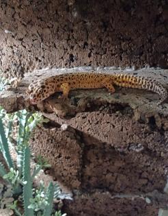 Zwei Weibchen Geckos