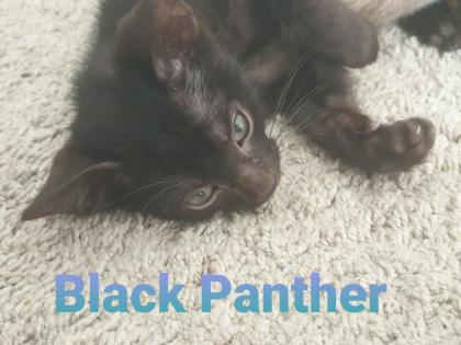 Reinrassige exklusive Bengalkitten