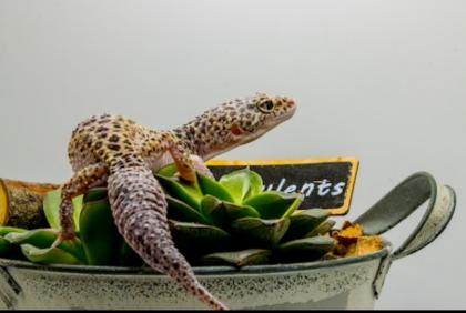 Leopardgecko 1. 13. 16