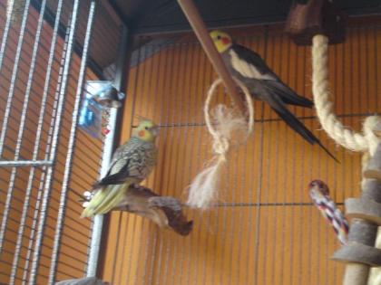 Handzahmes Nymphensittich-Pärchen sucht neues Zuhause