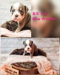 Old english bulldog Welpen OEB Bulldogge