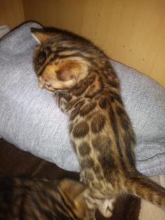 Bengalkitten Katze Kater mit Stammbaum