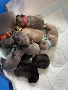 Französische Bulldoggen Welpen