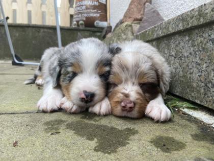 Australian Shepherd Welpen