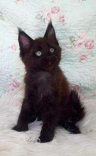 . Tolle Maine Coon kitten mit Stammbaum Black smoke .