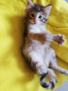 Reinrassige Norwegerkitten mit Ahnentafel