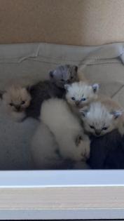 Reinrassige BKH kitten