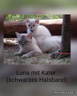 BKH Kitten