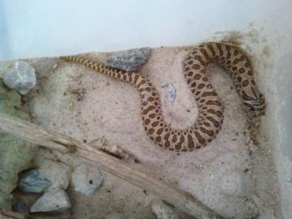 Heterodon nasicus Anery. Gongylophis colubrinus abzugeben